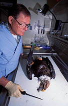 Richard Stroud carrying out a post mortem on an American bald eagle (Haliaeetus leucocephalus) to discover cause of death at the National Fish and Wildlife Forensics Laboratory, Ashland, Oregon, USA