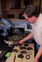 Barry Baker, herpatologist, analysing turtleshell artefacts and samples of turtle shell at the National Fish and Wildlife Forensics Laboratory, Ashland, Oregon, USA