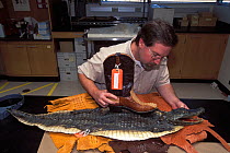 Barry Baker, herpatologist, identifying reptile skin of Texan boots at the National Fish and Wildlife Forensics Laboratory, Ashland, Oregon, USA, to discover whether they are made from animals that ar...