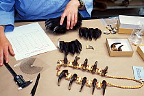 Cookie Sims, mammalogist, examining jewelry made from Indian bear claws at the National Fish and Wildlife Forensics Laboratory, Ashland, Oregon, USA