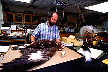 Pepper Trail, ornithologist, examining dead bird at the National Fish and Wildlife Forensics Laboratory, Ashland, Oregon, USA