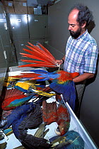 Macaw feather products for examination at the National Fish and Wildlife Forensics Laboratory, Ashland, Oregon, USA