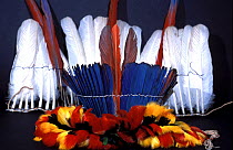 Tropical feather products for examination at the National Fish and Wildlife Forensics Laboratory, Ashland, Oregon, USA