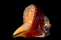 Carved hornbill bill for examination at the National Fish and Wildlife Forensics Laboratory, Ashland, Oregon, USA