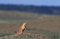 Black-tailed Prairie Dog (Cynomys ludovicianus) standing alert on its burrow mound. This species makes up nearly all of the diet of the Black-tailed Ferret, successfully reintroduced into the area. So...