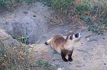 Black-footed Ferret (Mustela nigripes) by its burrow. The species is endangered on account of prey depletion and vulnerability to foreign infection. Declared extinct in the wild in 1987, a successful...