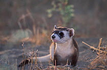 Black-footed Ferret (Mustela nigripes). The species is endangered on account of prey depletion and vulnerability to foreign infection. Declared extinct in the wild in 1987, a successful breeding progr...