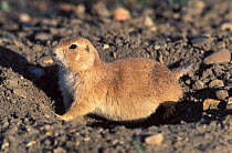Black-tailed Prairie Dog (Cynomys ludovicianus), the main prey of Black-footed Ferrets, successfully reintroduced into the area. South Dakota, March 2002.