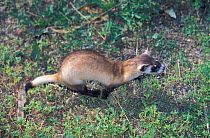 Black-footed Ferret (Mustela nigripes) running. The species is endangered on account of prey depletion and vulnerability to foreign infection. Declared extinct in the wild in 1987, a successful breedi...