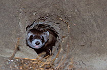 Black-footed Ferret (Mustela nigripes) seen in its burrow. The species is endangered on account of prey depletion and vulnerability to foreign infection. Declared extinct in the wild in 1987, a succes...
