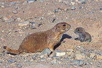 Black-tailed Prairie Dog (Cynomys ludovicianus) with small baby. This species is the main prey of the Black-tailed Ferret, successfully reintroduced into the area. South Dakota, March 2002.