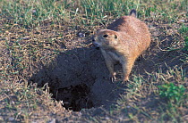Black-tailed Prairie Dog (Cynomys ludovicianus) by its burrow. This species is the main prey of the Black-tailed Ferret, successfully reintroduced into the area. South Dakota, March 2002.