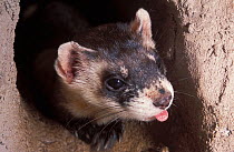 Black-footed Ferret (Mustela nigripes) seen in its burrow. The species is endangered on account of prey depletion and vulnerability to foreign infection. Declared extinct in the wild in 1987, a succes...