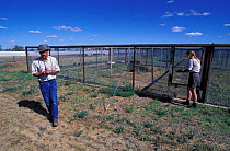 Black-footed Ferret breeding program at Bowdoin National Wildlife Refuge. This biologist manages the breeding and reintroduction program of the Black-footed Ferrets in Montana.  March 2002.