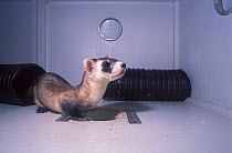 Black-footed Ferret (Mustela nigripes). The species is endangered on account of prey depletion and vulnerability to foreign infection. Declared extinct in the wild in 1987, a successful breeding progr...