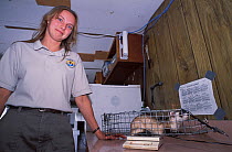 Wildlife biologist Valery Kopsco, assessing females and cub Black-footed Ferrets (Mustela nigripes), part of a reintroduction project at Bowdoin National Wildlife Refuge, Montana, March 2002.