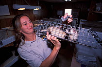 Wildlife biologist Valery Kopsco, assessing females and cub Black-footed Ferrets (Mustela nigripes), part of a reintroduction project at Bowdoin National Wildlife Refuge, Montana, March 2002.