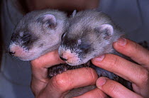 Two young Black-footed Ferrets (Mustela nigripes) being held by a researcher, part of a reintroduction project at Bowdoin National Wildlife Refuge, Montana, March 2002.