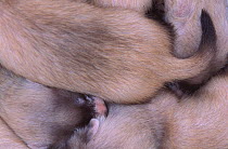 Close-up of a huddle of young Black-footed Ferrets (Mustela nigripes), part of a reintroduction project at Bowdoin National Wildlife Refuge, Montana, March 2002.