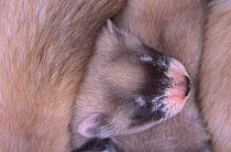 Young Black-footed Ferret (Mustela nigripes) , part of a reintroduction project at Bowdoin National Wildlife Refuge, Montana, March 2002.