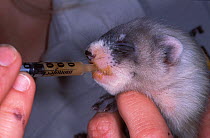 Young Black-footed Ferret (Mustela nigripes) being fed with a pipette, part of a reintroduction project at Bowdoin National Wildlife Refuge, Montana, March 2002.
