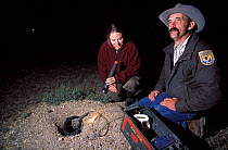 Wildlife biologist Randy Matchett and assistant setting up a circular probe to monitor the movement of Black-footed Ferrets, as part of a reintroduction program. Montana, March 2002.