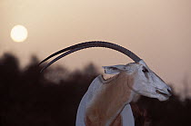 Scimitar Oryx (Oryx dammah) at the breeding program at Reserve du Ferlo Nord, near Ranero in Senegal. Captive. Previously common, over-hunting and habitat destruction through the 20th century has left...