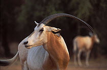 Scimitar Oryx (Oryx dammah) at the breeding program at Reserve du Ferlo Nord, near Ranero in Senegal. Captive. Previously common, over-hunting and habitat destruction through the 20th century has left...