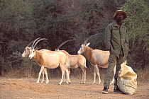 Scimitar Oryx (Oryx dammah) and their handler at the breeding program at Reserve du Ferlo Nord, near Ranero in Senegal. Captive. Previously common, over-hunting and habitat destruction through the 20t...