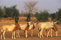 Scimitar Oryx (Oryx dammah) with their handlers at the breeding program at Reserve du Ferlo Nord, near Ranero in Senegal. Captive. Previously common, over-hunting and habitat destruction through the 2...