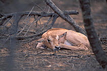 Young Scimitar Oryx (Oryx dammah) resting at the breeding program at Reserve du Ferlo Nord, near Ranero in Senegal. Captive. Previously common, over-hunting and habitat destruction through the 20th ce...