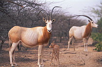 Scimitar Oryx (Oryx dammah) with foal at the breeding program at Reserve du Ferlo Nord, near Ranero in Senegal. Captive. Previously common, over-hunting and habitat destruction through the 20th centur...