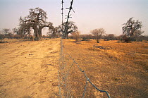 Fence allowing grazing-land to recover - to the left is over-grazed land, to the right is recovering land. Scimitar Oryx rehabilitation program, Reserve du Ferlo Nord, near Ranero in Senegal, 2002.