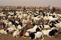 Huge flock of domestic goats kept by Peuhl pastoralists, they create problems of overgrazing and desertification of the region, Ranero, Ferlo, Senegal, 2002