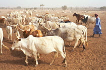 Huge flock of domestic cattle (Bos indicus) kept by Peuhl pastoralists, they create problems of overgrazing and desertification of the region, Ranero, Ferlo, Senegal, 2002.