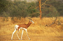 Mhorr gazelle (Nanger / Gazella dama mhorr) captive, critically endangered species, from Sahel desert, Estacion Experimental de Zonas Aridas, Spain