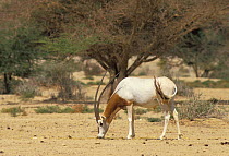 Scimitar Oryx (Oryx dammah) grazing at the breeding program at Reserve du Ferlo Nord, near Ranero in Senegal. Captive. Previously common, over-hunting and habitat destruction through the 20th century...