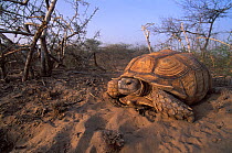 African spurred tortoise (Centrochelys / Geochelone sulcata) Sahel desert, Ferlo North Reserve, Senegal, West Africa, Vulnerable species