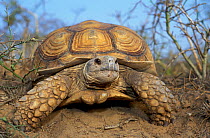 African spurred tortoise (Centrochelys / Geochelone sulcata) Sahel desert, Ferlo North Reserve, Senegal, West Africa, Vulnerable species