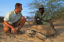 Antoine Cadi, scientist, and Andrea Gomis, director of the reserve, study an African spurred tortoise (Centrochelys / Geochelone sulcata) Sahel desert, Ferlo North Reserve, Senegal, West Africa, Vulne...