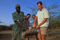 Andrea Gomis, director of the reserve, and Antoine Cadi, scientist, carry an African spurred tortoise (Centrochelys / Geochelone sulcata) Sahel desert, Ferlo North Reserve, Senegal, West Africa, Vulne...
