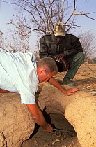 Antoine Cadi, scientist, checks the burrow of an African spurred tortoise (Centrochelys / Geochelone sulcata) Sahel desert, Ferlo North Reserve, Senegal, West Africa, Vulnerable species. First field s...