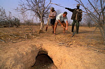 Antoine Cadi, scientist, and others check the ground surrounding the burrow of an African spurred tortoise (Centrochelys / Geochelone sulcata) Sahel desert, Ferlo North Reserve, Senegal, West Africa,...