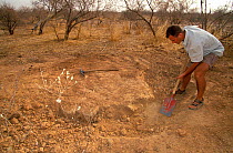 Antoine Cadi, scientist, checks the ground surrounding the burrow of an African spurred tortoise (Centrochelys / Geochelone sulcata) Sahel desert, Ferlo North Reserve, Senegal, West Africa, Vulnerable...