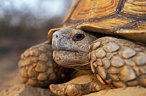 African spurred tortoise (Centrochelys / Geochelone sulcata) Sahel desert, Ferlo North Reserve, Senegal, West Africa, Vulnerable species.