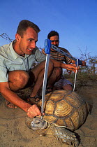 Antoine Cadi, scientist, and assistant measure the shell of an African spurred tortoise (Centrochelys / Geochelone sulcata) Sahel desert, Ferlo North Reserve, Senegal, West Africa, Vulnerable species....