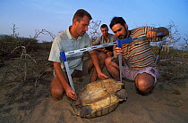Antoine Cadi, scientist, and assistants measure the ventral shell of an African spurred tortoise (Centrochelys / Geochelone sulcata) Sahel desert, Ferlo North Reserve, Senegal, West Africa, Vulnerable...
