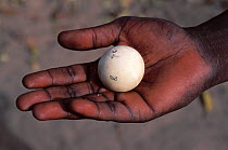 Egg of an African spurred tortoise (Centrochelys / Geochelone sulcata) held in the hand of a research scientist, Sahel desert, Ferlo North Reserve, Senegal, West Africa, Vulnerable species. First fiel...