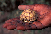 Newly hatched baby African spurred tortoise (Centrochelys / Geochelone sulcata) held in the hand of a research scientist, Sahel desert, Ferlo North Reserve, Senegal, West Africa, Vulnerable species. F...