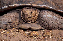 African spurred tortoise (Centrochelys / Geochelone sulcata) Sahel desert, Ferlo North Reserve, Senegal, West Africa, Vulnerable species. Two newly hatched babies and one adult over 100 years old, Fir...